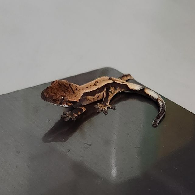 세이블 100%헷아잔틱