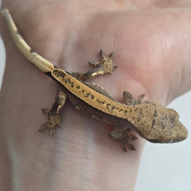 100%헷아잔틱 풀핀 슈퍼스트라이프 쿼드