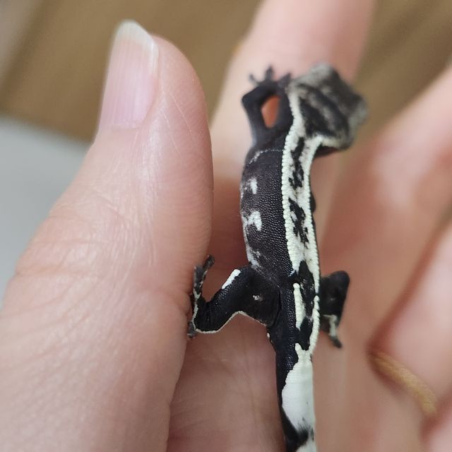 아잔틱 화이트핀 핀스트라이프 화이트포트홀