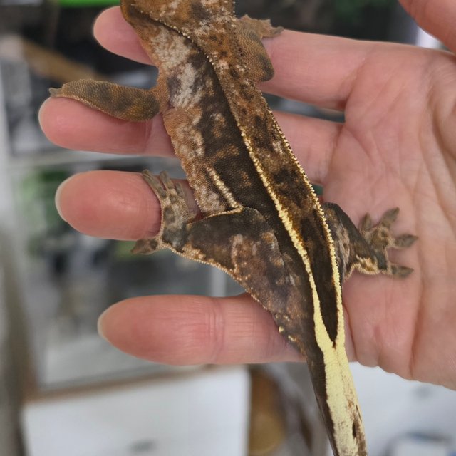 100%헷아잔틱 카푸치노 슈퍼스트라이프 풀핀 쿼드 텐저린