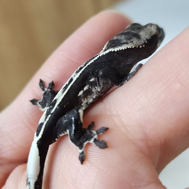 아잔틱 화이트핀 핀스트라이프 화이트포트홀