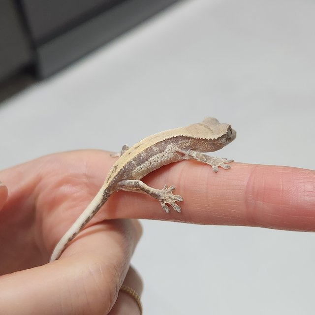 릴리 세이블 풀핀 화이트스팟 슈퍼스트라이프