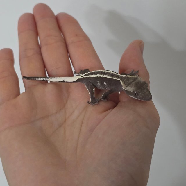 풀핀 아잔틱 엠티백 화이트크라운 화이트핀