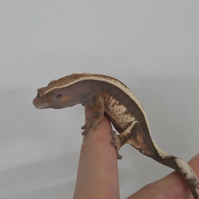 세이블 100%헷아잔틱 풀핀