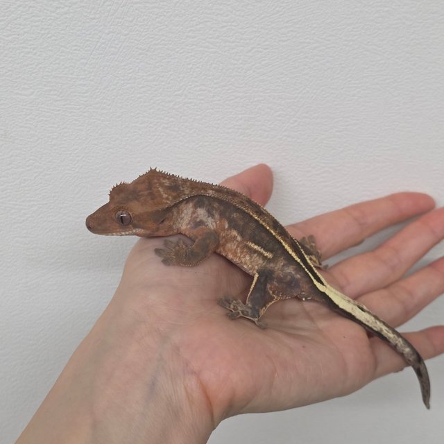 100%헷아잔틱 카푸치노 슈퍼스트라이프 풀핀 쿼드 텐저린