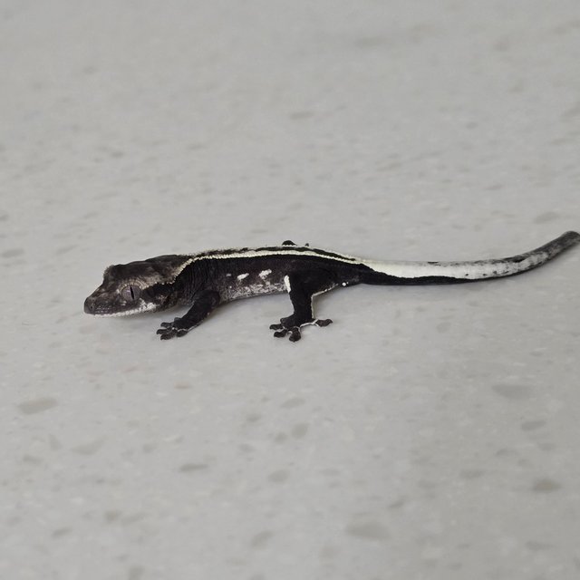 아잔틱 풀핀 엠티백 슈퍼스트라이프 화이트핀