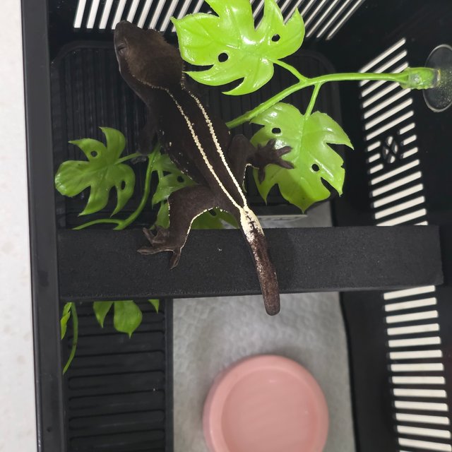 아잔틱 풀핀 엠티백 화이트핀