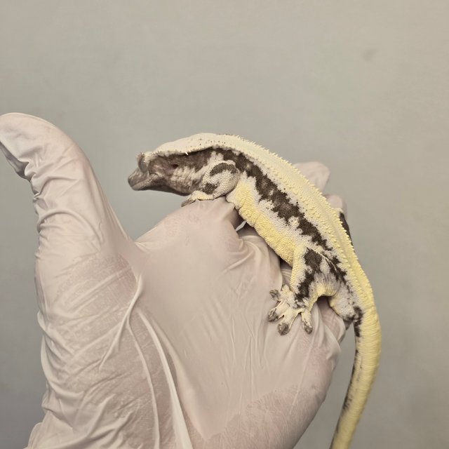 릴잔틱 풀핀 솔리드백 쿼드 드리피