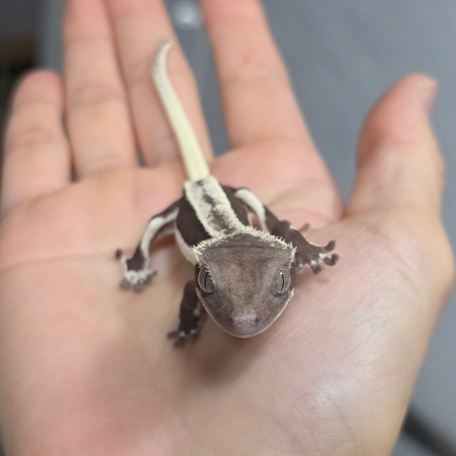 릴잔틱 슈퍼스트라이프