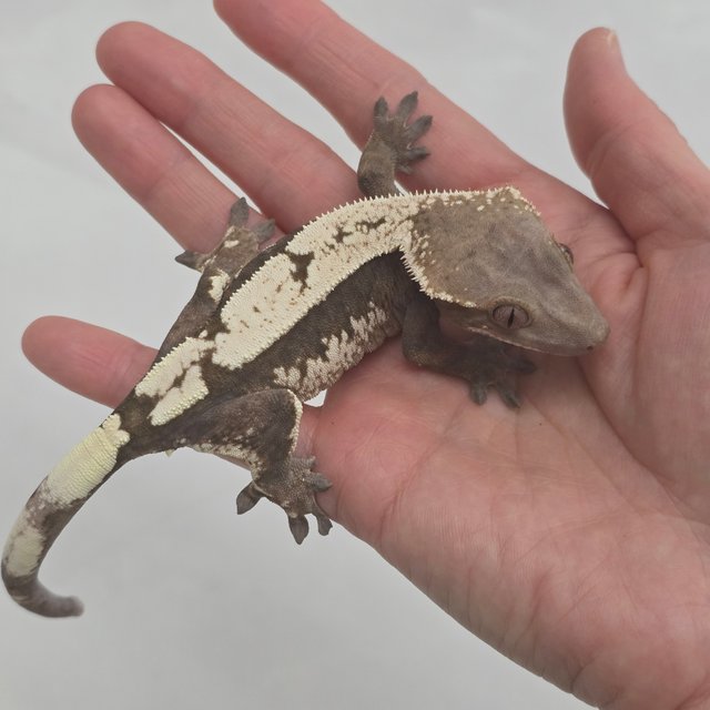 세이블 100%헷아잔틱