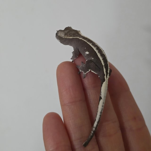 풀핀 아잔틱 엠티백 화이트크라운 화이트핀