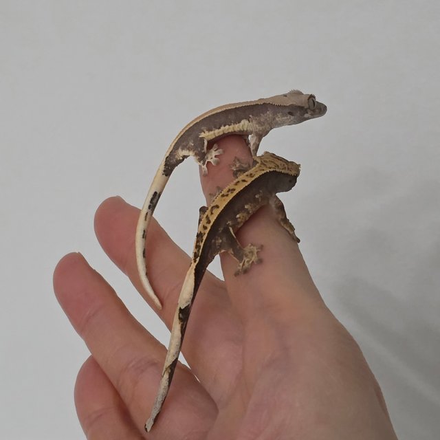 풀핀 솔리드백 릴리100%헷아잔틱 100%헷아잔틱