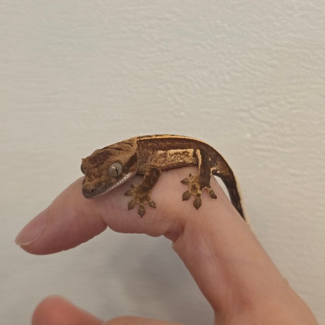 100%헷아잔틱 풀핀 쿼드 슈퍼스트라이프