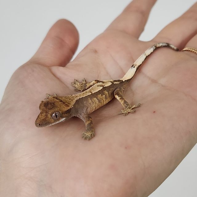 세이블 화이트스팟