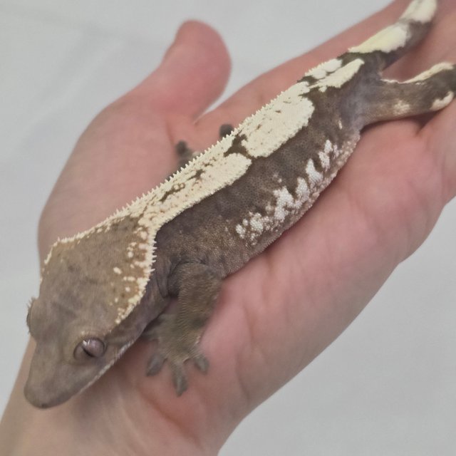 세이블 100%헷아잔틱