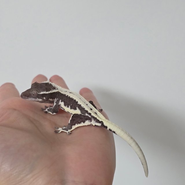 릴잔틱 풀핀 솔리드백 화이트크라운