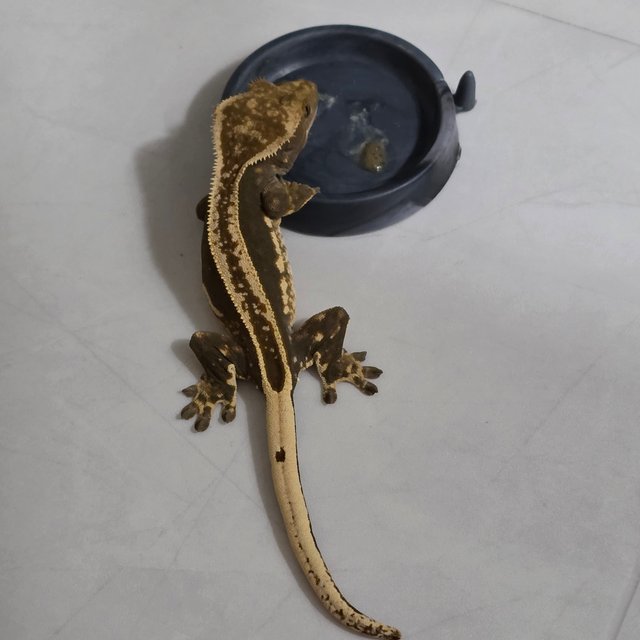 엠티백 슈퍼스트라이프 쿼드 풀핀