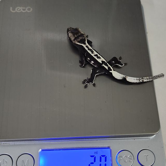 아잔틱 화이트핀 핀스트라이프 화이트포트홀