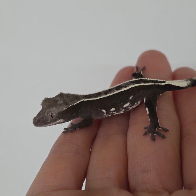 풀핀 아잔틱 엠티백 화이트핀