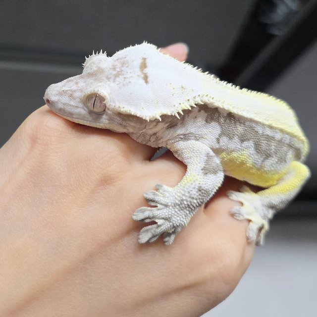 릴잔틱 솔리드백 풀핀