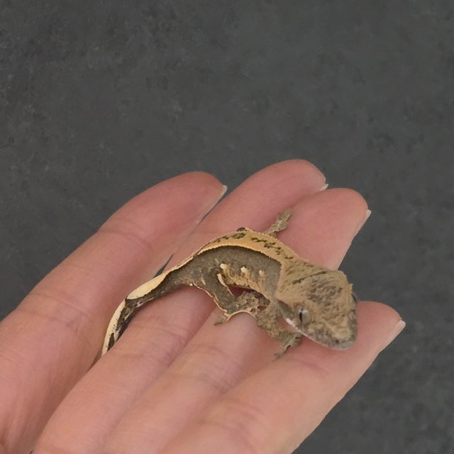 100%헷아잔틱 풀핀