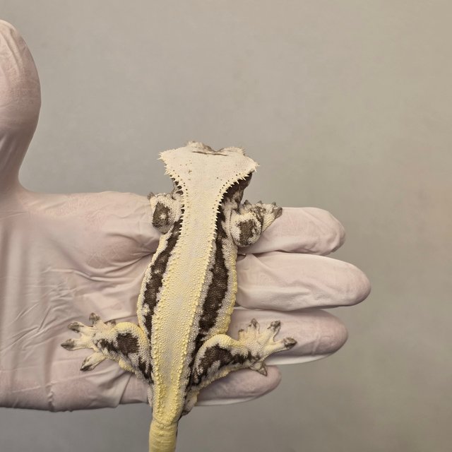 릴잔틱 풀핀 솔리드백 쿼드 드리피