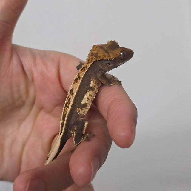 풀핀 100%헷아잔틱 다크 쿼드 슈퍼스트라이프