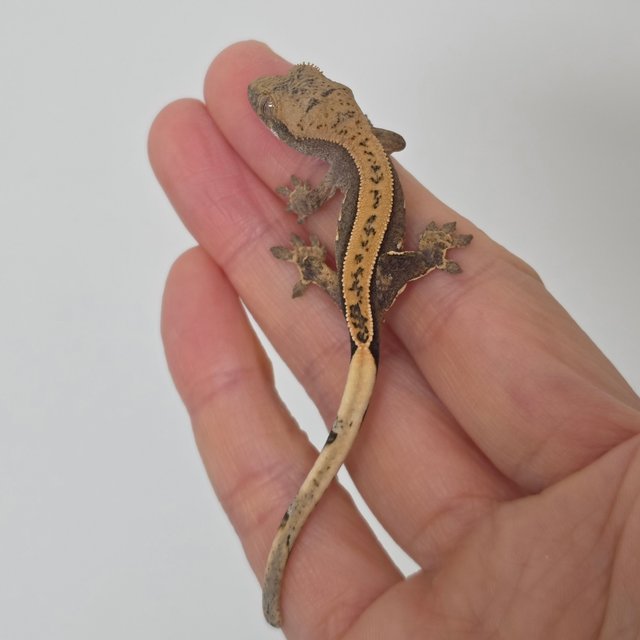 100%헷아잔틱 풀핀 슈퍼스트라이프 쿼드