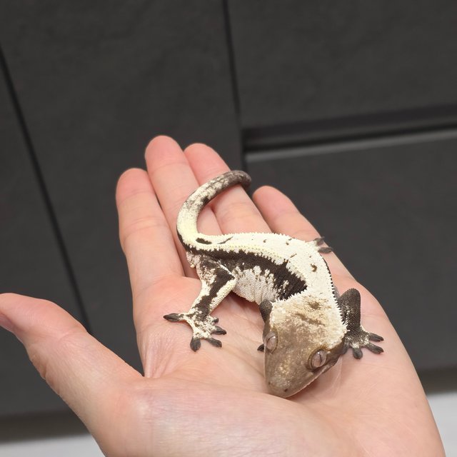 세이블 100%헷아잔틱 블랙 화이트 드리피 화이트스팟