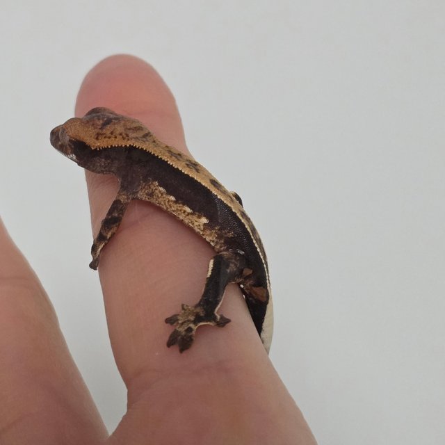 풀핀 100%헷아잔틱