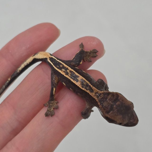 풀핀 100%헷아잔틱 엠티백