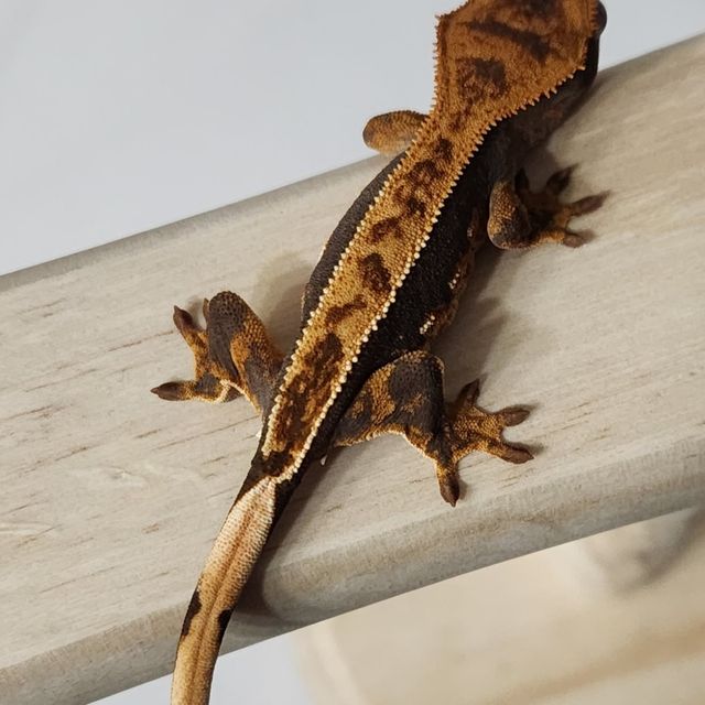 100%헷아잔틱 쿼드 핀스트라이프 다크
