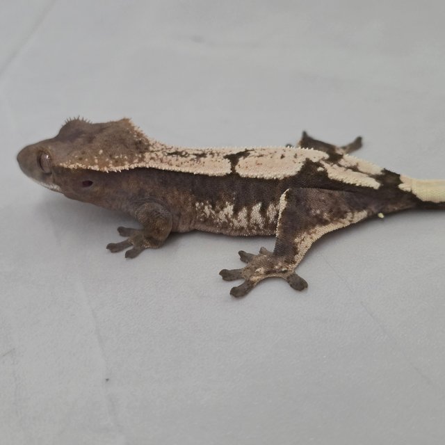 세이블 100%헷아잔틱 다크