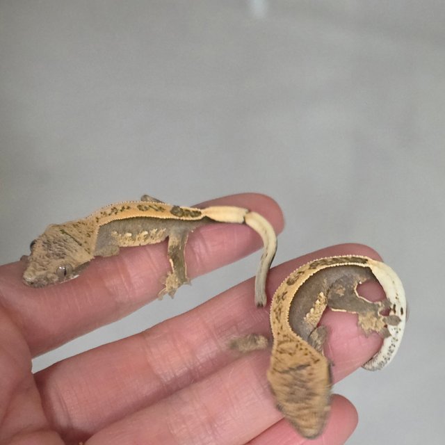 100%헷아잔틱 풀핀