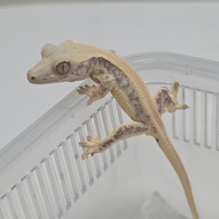 릴리화이트 트라이