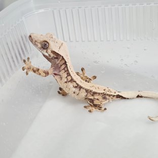 노멀 트라이 드리피