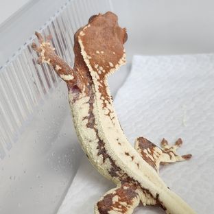 프라푸치노