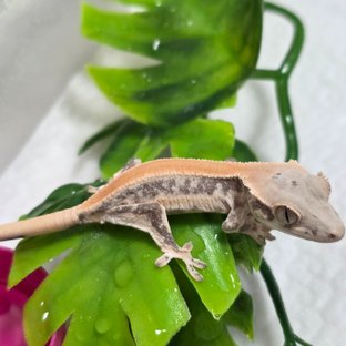 릴리화이트 솔리드백