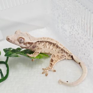 노멀 트라이 드리피