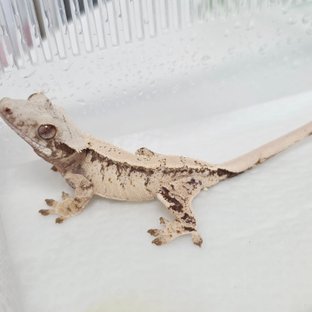 노멀 트라이 드리피