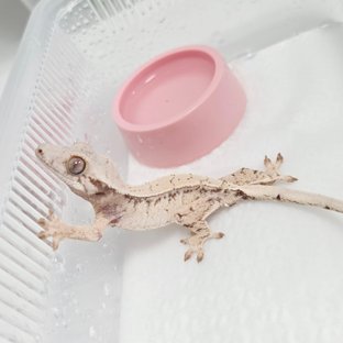 노멀 트라이 드리피