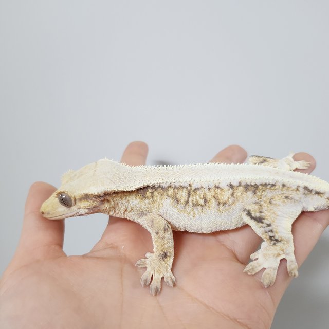 릴리화이트 트라이