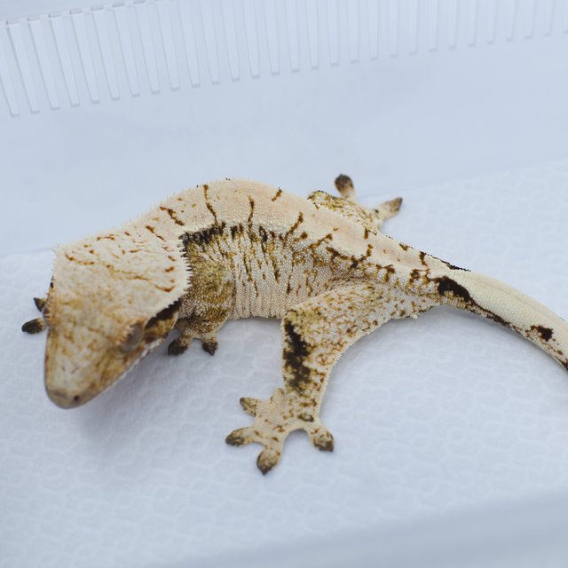 노멀 트라이 드리피