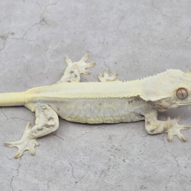 릴리화이트 솔리드백