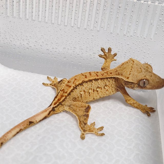 노멀 크림 크림시클