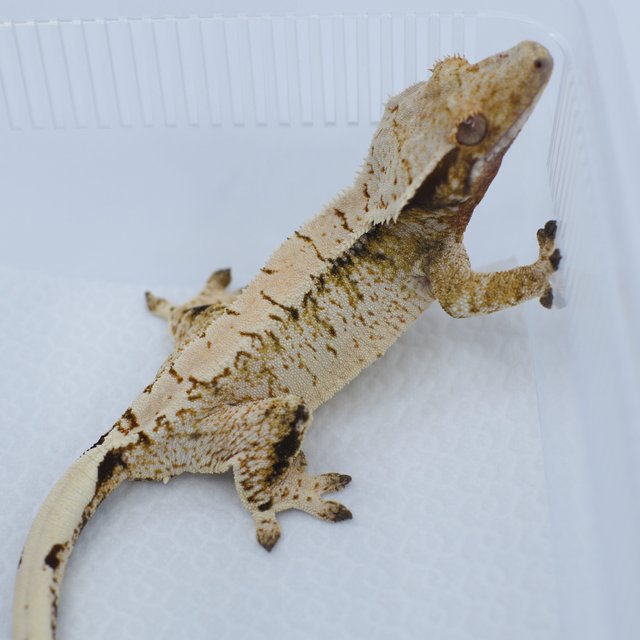 노멀 트라이 드리피