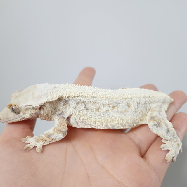 릴리화이트 트라이