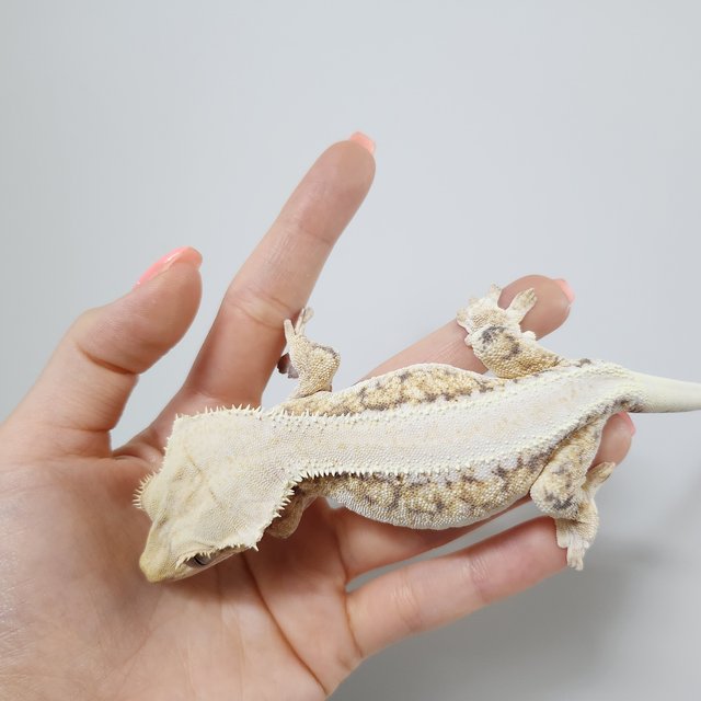 릴리화이트 트라이