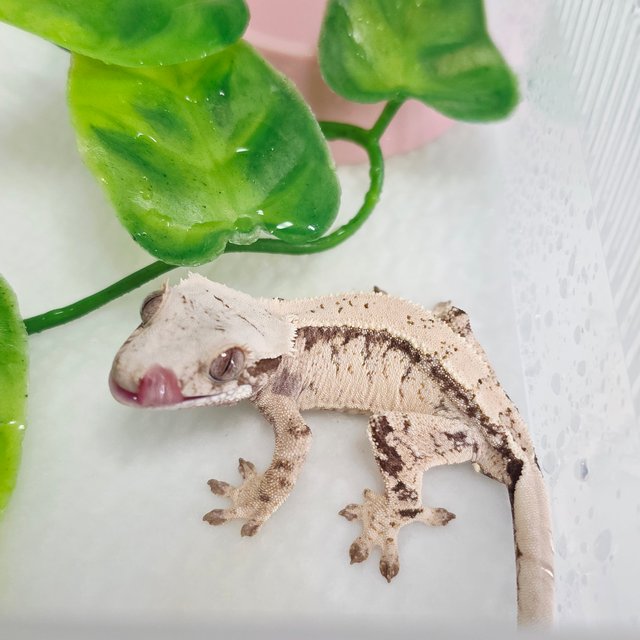 노멀 트라이 드리피