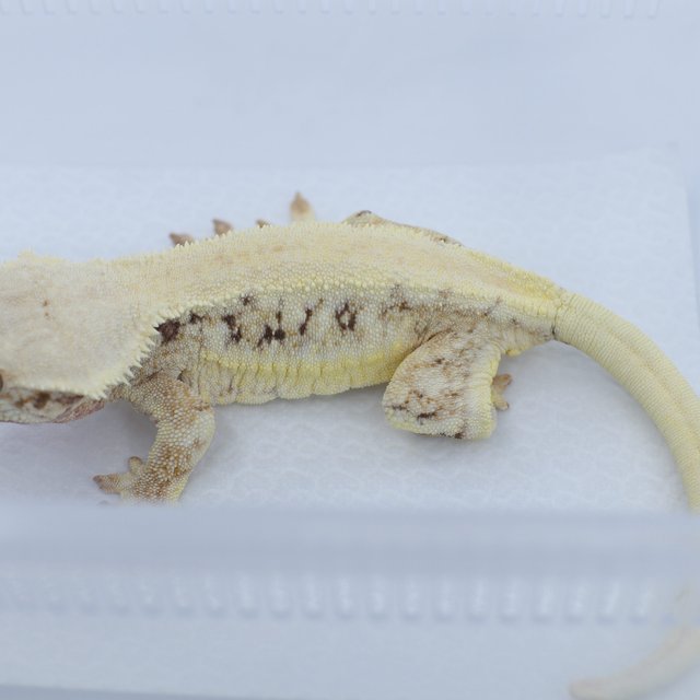 릴리화이트 트라이